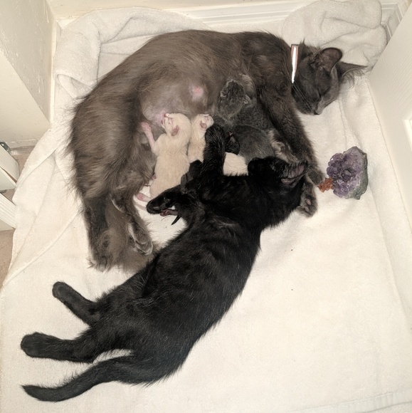 Here for Gaia and Healing! - Picture 7 of 8